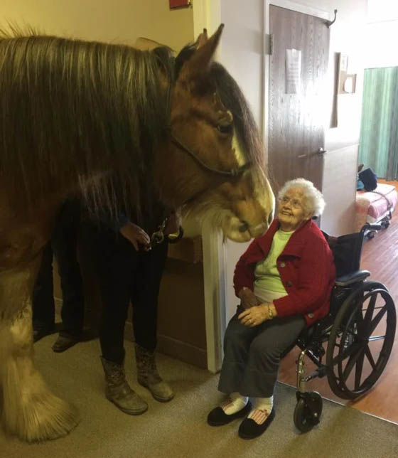 Clydesdale Aged Care Therapy Horse